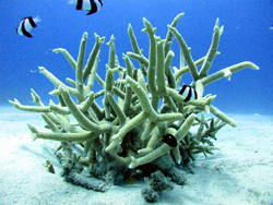 サンゴ礁の保護